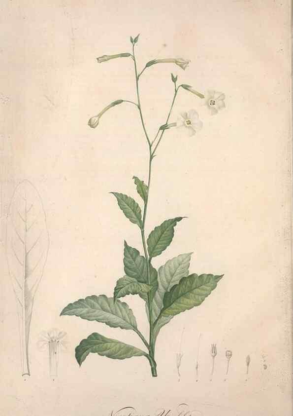 Reproducción/Reproduction 49498865113: Jardin de la Malmaison. A Paris :De l'imprimerie de Crapelet, et se trouve chez l'auteur ...,1803-1804.. 