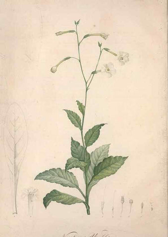 Reproducción/Reproduction 49498865113: Jardin de la Malmaison. A Paris :De l'imprimerie de Crapelet, et se trouve chez l'auteur ...,1803-1804.. 