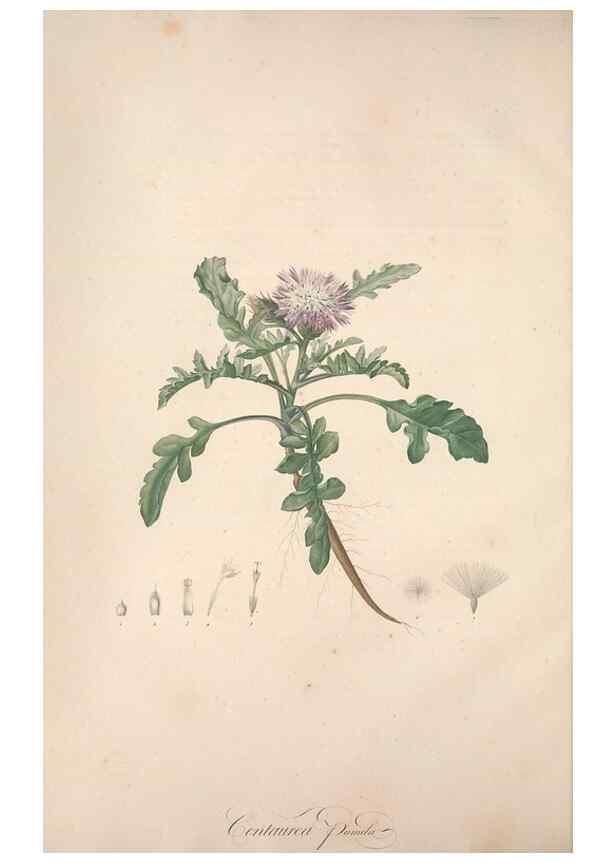 Reproducción/Reproduction 49499589102: Jardin de la Malmaison. A Paris :De l'imprimerie de Crapelet, et se trouve chez l'auteur ...,1803-1804.. 