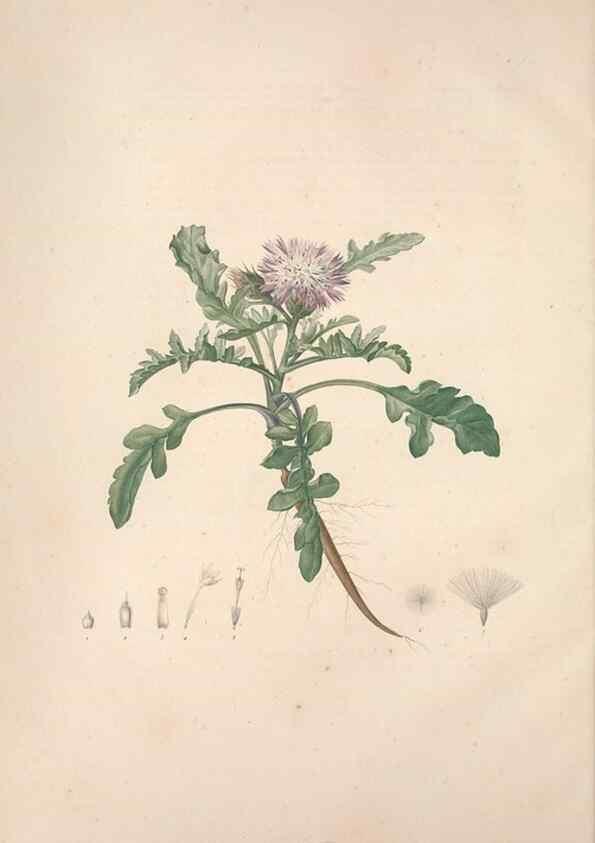 Reproducción/Reproduction 49499589102: Jardin de la Malmaison. A Paris :De l'imprimerie de Crapelet, et se trouve chez l'auteur ...,1803-1804.. 