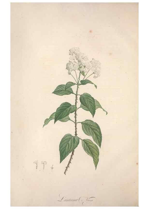 Reproducción/Reproduction 49499363891: Jardin de la Malmaison. A Paris :De l'imprimerie de Crapelet, et se trouve chez l'auteur ...,1803-1804.. 