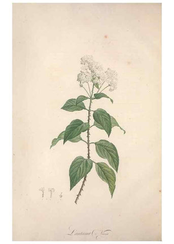 Reproducción/Reproduction 49499363891: Jardin de la Malmaison. A Paris :De l'imprimerie de Crapelet, et se trouve chez l'auteur ...,1803-1804.. 