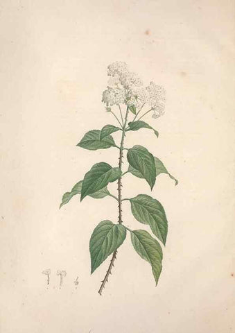 Reproducción/Reproduction 49499363891: Jardin de la Malmaison. A Paris :De l'imprimerie de Crapelet, et se trouve chez l'auteur ...,1803-1804.. 