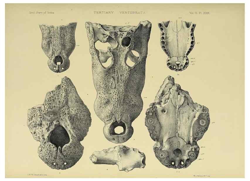 Reproducción/Reproduction 49498853162: Indian Tertiary and post Tertiary Vertebrata.. Calcutta :Geological Survey Office [etc., etc.],1874-1902.. 