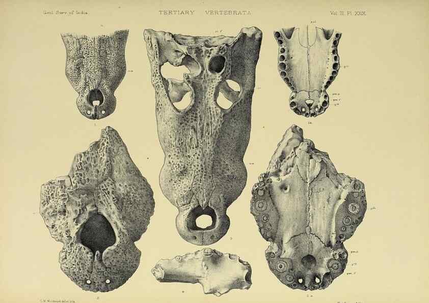 Reproducción/Reproduction 49498853162: Indian Tertiary and post Tertiary Vertebrata.. Calcutta :Geological Survey Office [etc., etc.],1874-1902.. 