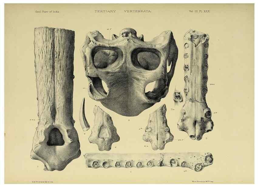 Reproducción/Reproduction 49498628026: Indian Tertiary and post Tertiary Vertebrata.. Calcutta :Geological Survey Office [etc., etc.],1874-1902.. 