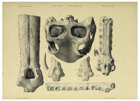 Reproducción/Reproduction 49498628026: Indian Tertiary and post Tertiary Vertebrata.. Calcutta :Geological Survey Office [etc., etc.],1874-1902.. 