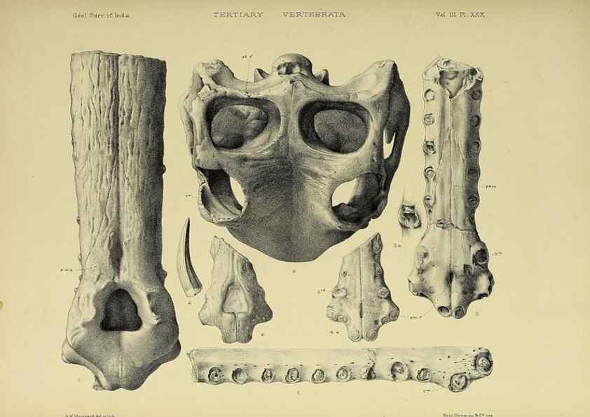 Reproducción/Reproduction 49498628026: Indian Tertiary and post Tertiary Vertebrata.. Calcutta :Geological Survey Office [etc., etc.],1874-1902.. 