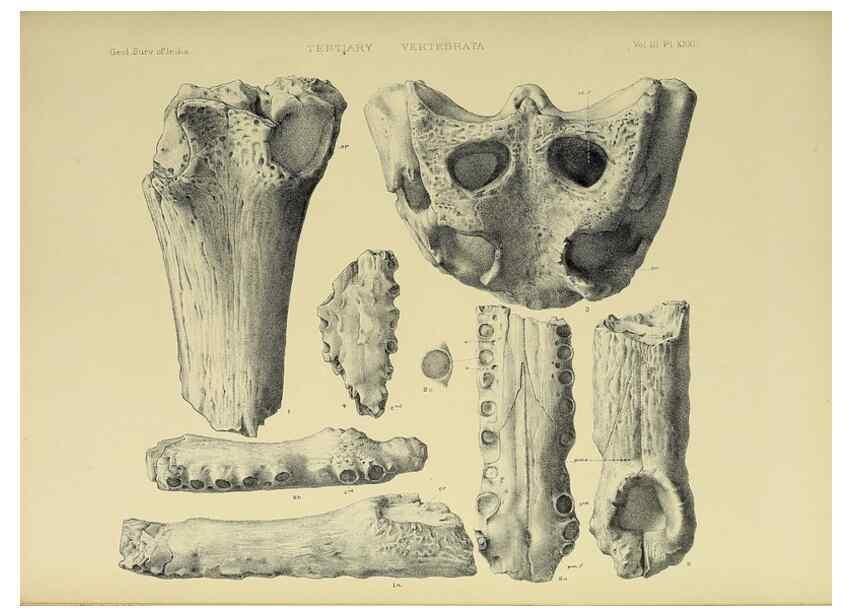 Reproducción/Reproduction 49498628391: Indian Tertiary and post Tertiary Vertebrata.. Calcutta :Geological Survey Office [etc., etc.],1874-1902.. 