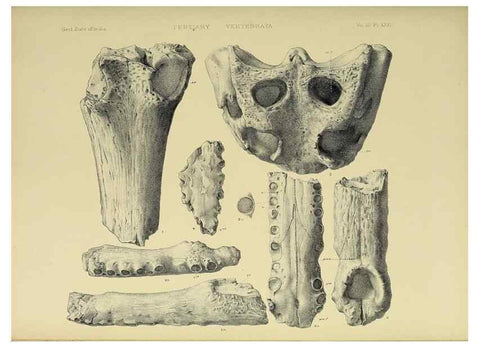 Reproducción/Reproduction 49498628391: Indian Tertiary and post Tertiary Vertebrata.. Calcutta :Geological Survey Office [etc., etc.],1874-1902.. 