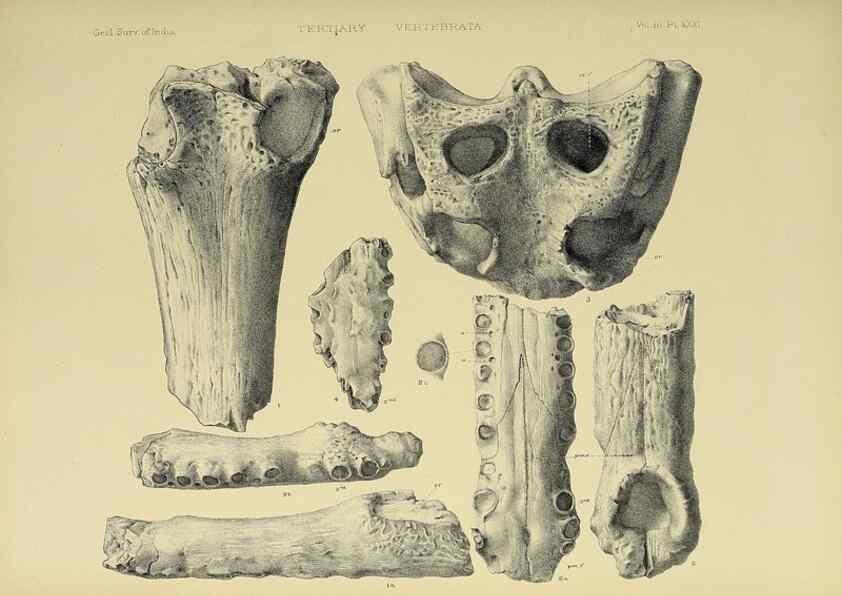 Reproducción/Reproduction 49498628391: Indian Tertiary and post Tertiary Vertebrata.. Calcutta :Geological Survey Office [etc., etc.],1874-1902.. 