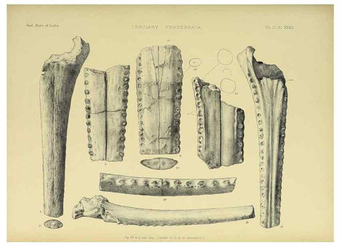 Reproducción/Reproduction 49498629161: Indian Tertiary and post Tertiary Vertebrata.. Calcutta :Geological Survey Office [etc., etc.],1874-1902.. 