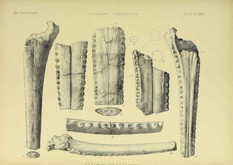Reproducción/Reproduction 49498629161: Indian Tertiary and post Tertiary Vertebrata.. Calcutta :Geological Survey Office [etc., etc.],1874-1902.. 