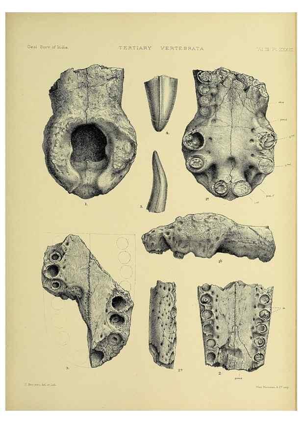 Reproducción/Reproduction 49498132063: Indian Tertiary and post Tertiary Vertebrata.. Calcutta :Geological Survey Office [etc., etc.],1874-1902.. 