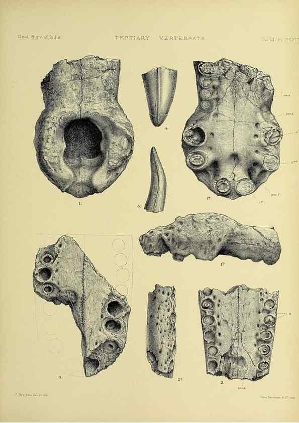 Reproducción/Reproduction 49498132063: Indian Tertiary and post Tertiary Vertebrata.. Calcutta :Geological Survey Office [etc., etc.],1874-1902.. 