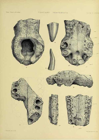 Reproducción/Reproduction 49498132063: Indian Tertiary and post Tertiary Vertebrata.. Calcutta :Geological Survey Office [etc., etc.],1874-1902.. 
