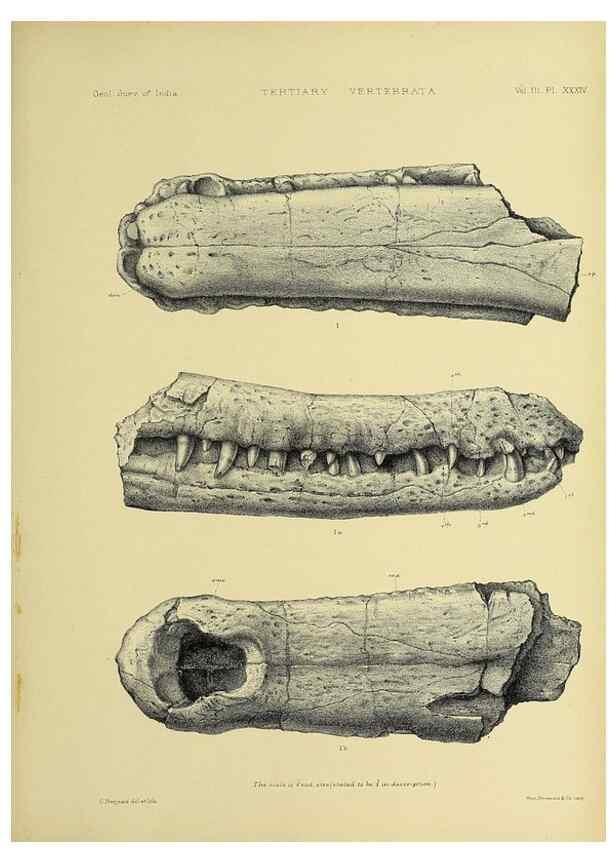 Reproducción/Reproduction 49498629851: Indian Tertiary and post Tertiary Vertebrata.. Calcutta :Geological Survey Office [etc., etc.],1874-1902.. 