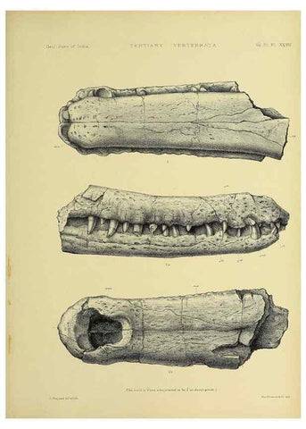 Reproducción/Reproduction 49498629851: Indian Tertiary and post Tertiary Vertebrata.. Calcutta :Geological Survey Office [etc., etc.],1874-1902.. 