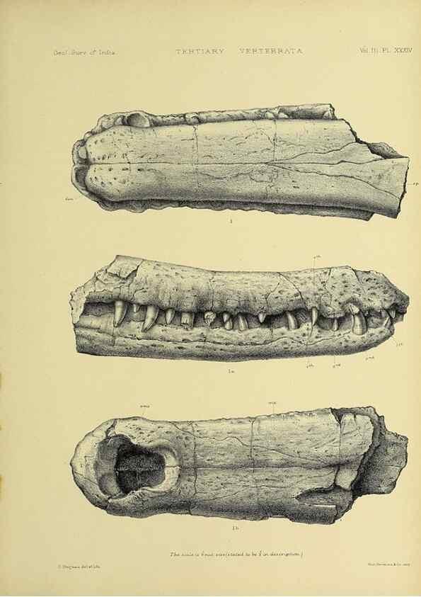 Reproducción/Reproduction 49498629851: Indian Tertiary and post Tertiary Vertebrata.. Calcutta :Geological Survey Office [etc., etc.],1874-1902.. 