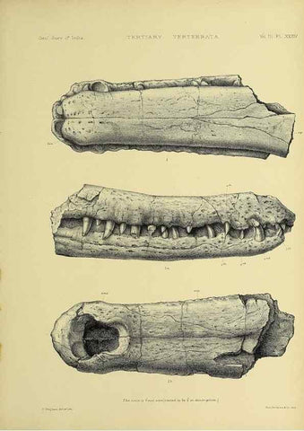 Reproducción/Reproduction 49498629851: Indian Tertiary and post Tertiary Vertebrata.. Calcutta :Geological Survey Office [etc., etc.],1874-1902.. 