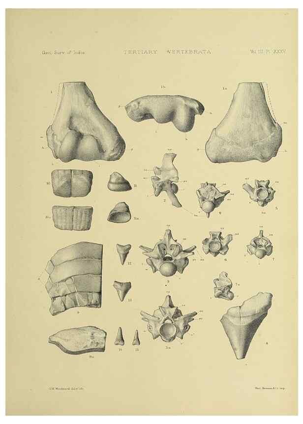 Reproducción/Reproduction 49498132703: Indian Tertiary and post Tertiary Vertebrata.. Calcutta :Geological Survey Office [etc., etc.],1874-1902.. 