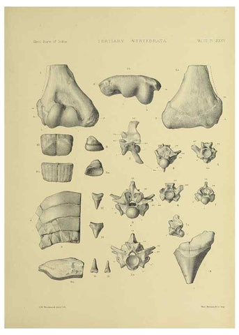 Reproducción/Reproduction 49498132703: Indian Tertiary and post Tertiary Vertebrata.. Calcutta :Geological Survey Office [etc., etc.],1874-1902.. 