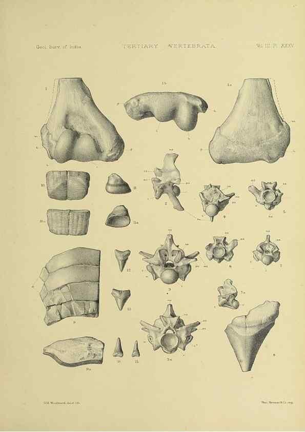 Reproducción/Reproduction 49498132703: Indian Tertiary and post Tertiary Vertebrata.. Calcutta :Geological Survey Office [etc., etc.],1874-1902.. 