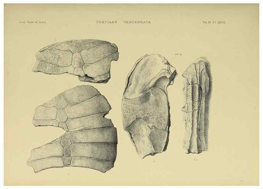 Reproducción/Reproduction 49498623846: Indian Tertiary and post Tertiary Vertebrata.. Calcutta :Geological Survey Office [etc., etc.],1874-1902.. 