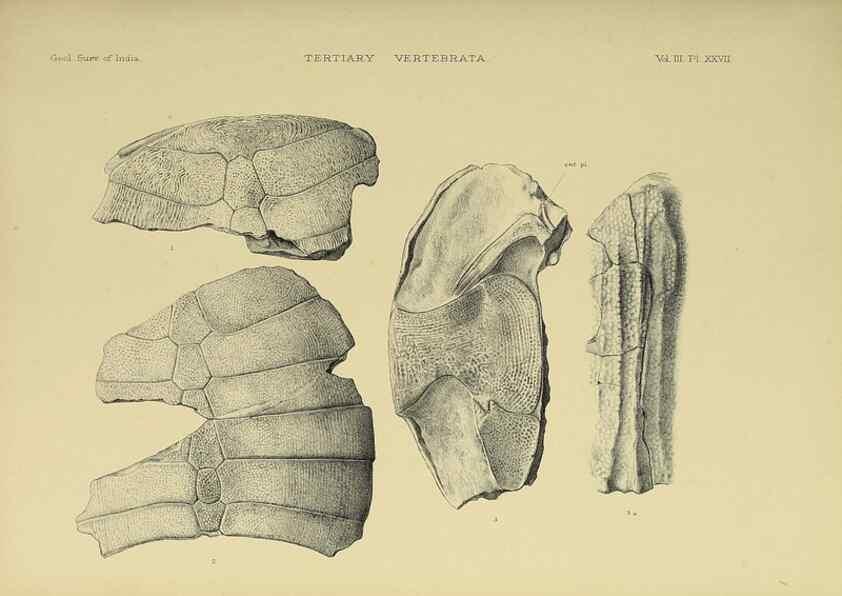 Reproducción/Reproduction 49498623846: Indian Tertiary and post Tertiary Vertebrata.. Calcutta :Geological Survey Office [etc., etc.],1874-1902.. 