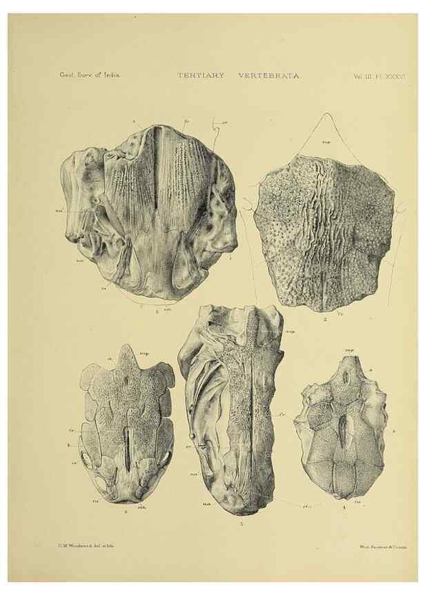 Reproducción/Reproduction 49498133078: Indian Tertiary and post Tertiary Vertebrata.. Calcutta :Geological Survey Office [etc., etc.],1874-1902.. 