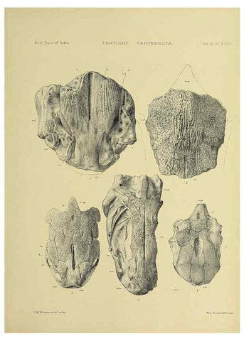 Reproducción/Reproduction 49498133078: Indian Tertiary and post Tertiary Vertebrata.. Calcutta :Geological Survey Office [etc., etc.],1874-1902.. 