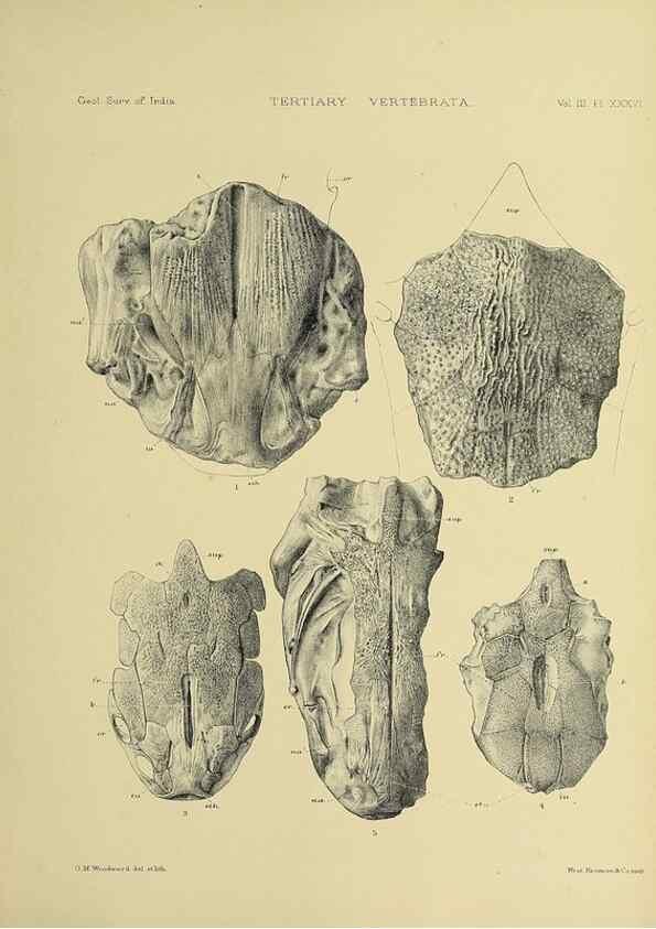 Reproducción/Reproduction 49498133078: Indian Tertiary and post Tertiary Vertebrata.. Calcutta :Geological Survey Office [etc., etc.],1874-1902.. 