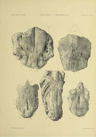 Reproducción/Reproduction 49498133078: Indian Tertiary and post Tertiary Vertebrata.. Calcutta :Geological Survey Office [etc., etc.],1874-1902.. 