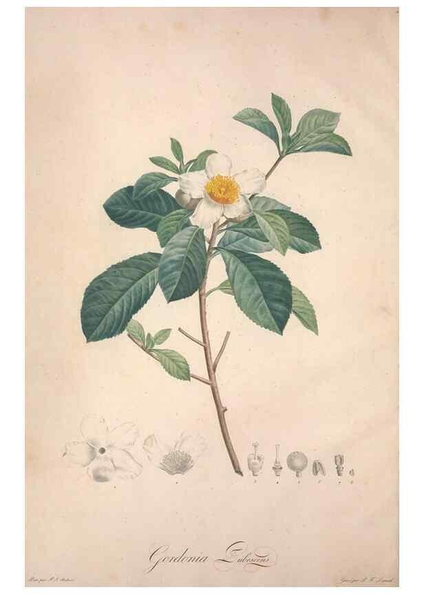Reproducción/Reproduction 49498861983: Jardin de la Malmaison. A Paris :De l'imprimerie de Crapelet, et se trouve chez l'auteur ...,1803-1804.. 