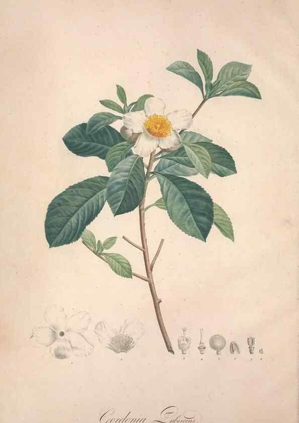 Reproducción/Reproduction 49498861983: Jardin de la Malmaison. A Paris :De l'imprimerie de Crapelet, et se trouve chez l'auteur ...,1803-1804.. 