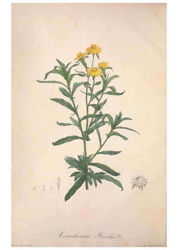 Reproducción/Reproduction 49499361596: Jardin de la Malmaison. A Paris :De l'imprimerie de Crapelet, et se trouve chez l'auteur ...,1803-1804.. 