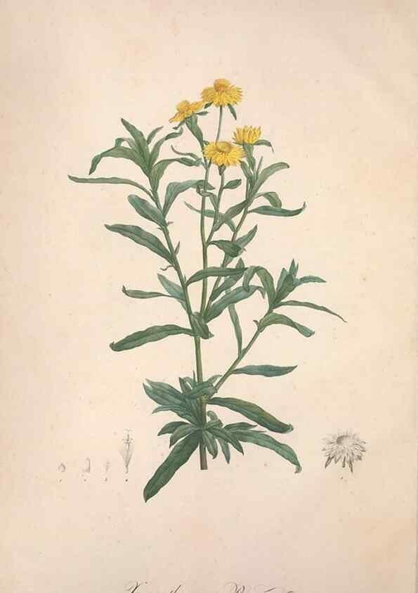 Reproducción/Reproduction 49499361596: Jardin de la Malmaison. A Paris :De l'imprimerie de Crapelet, et se trouve chez l'auteur ...,1803-1804.. 