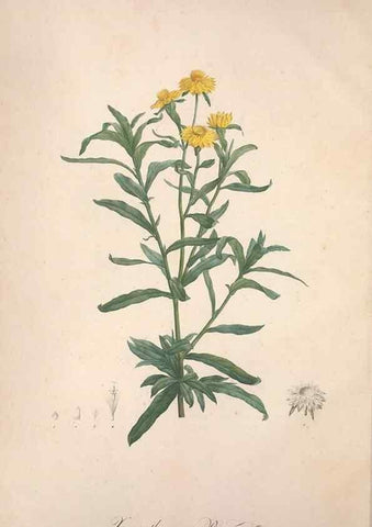 Reproducción/Reproduction 49499361596: Jardin de la Malmaison. A Paris :De l'imprimerie de Crapelet, et se trouve chez l'auteur ...,1803-1804.. 