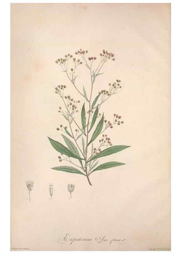 Reproducción/Reproduction 49499361996: Jardin de la Malmaison. A Paris :De l'imprimerie de Crapelet, et se trouve chez l'auteur ...,1803-1804.. 