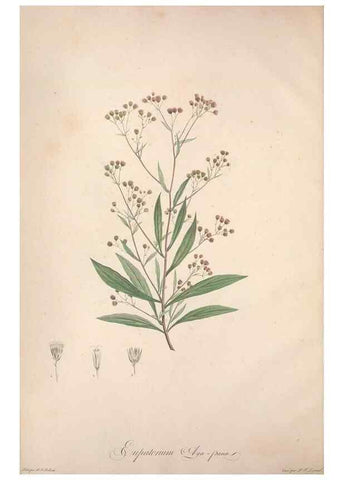 Reproducción/Reproduction 49499361996: Jardin de la Malmaison. A Paris :De l'imprimerie de Crapelet, et se trouve chez l'auteur ...,1803-1804.. 