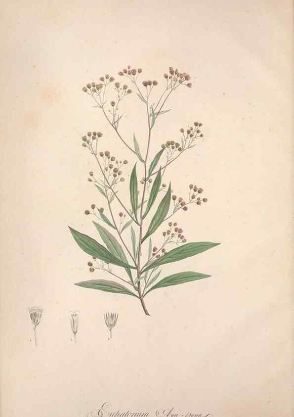 Reproducción/Reproduction 49499361996: Jardin de la Malmaison. A Paris :De l'imprimerie de Crapelet, et se trouve chez l'auteur ...,1803-1804.. 