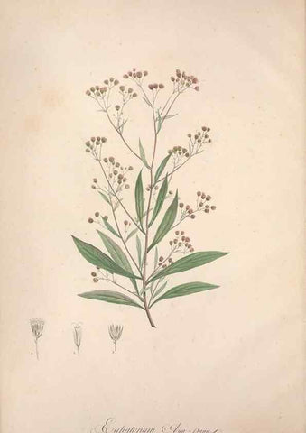 Reproducción/Reproduction 49499361996: Jardin de la Malmaison. A Paris :De l'imprimerie de Crapelet, et se trouve chez l'auteur ...,1803-1804.. 
