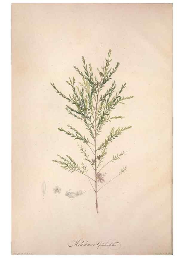 Reproducción/Reproduction 49499587267: Jardin de la Malmaison. A Paris :De l'imprimerie de Crapelet, et se trouve chez l'auteur ...,1803-1804.. 