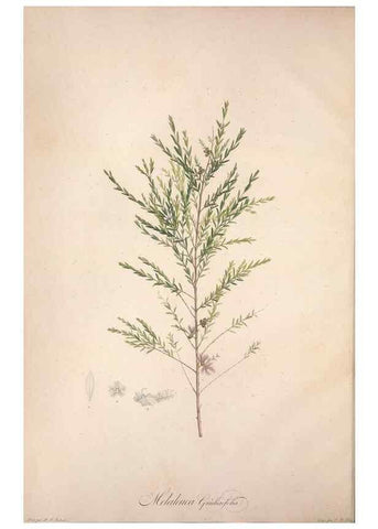 Reproducción/Reproduction 49499587267: Jardin de la Malmaison. A Paris :De l'imprimerie de Crapelet, et se trouve chez l'auteur ...,1803-1804.. 