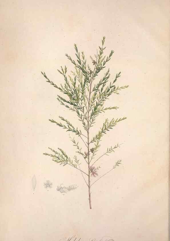Reproducción/Reproduction 49499587267: Jardin de la Malmaison. A Paris :De l'imprimerie de Crapelet, et se trouve chez l'auteur ...,1803-1804.. 