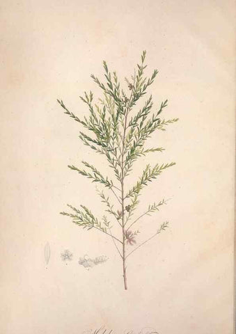 Reproducción/Reproduction 49499587267: Jardin de la Malmaison. A Paris :De l'imprimerie de Crapelet, et se trouve chez l'auteur ...,1803-1804.. 
