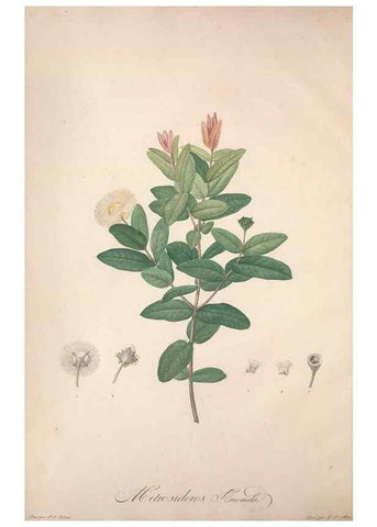 Reproducción/Reproduction 49499362741: Jardin de la Malmaison. A Paris :De l'imprimerie de Crapelet, et se trouve chez l'auteur ...,1803-1804.. 