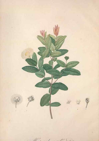 Reproducción/Reproduction 49499362741: Jardin de la Malmaison. A Paris :De l'imprimerie de Crapelet, et se trouve chez l'auteur ...,1803-1804.. 