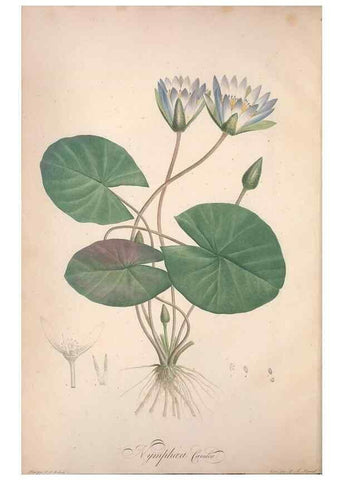 Reproducción/Reproduction 49499588057: Jardin de la Malmaison. A Paris :De l'imprimerie de Crapelet, et se trouve chez l'auteur ...,1803-1804.. 