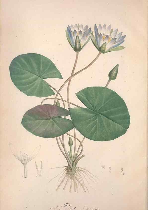 Reproducción/Reproduction 49499588057: Jardin de la Malmaison. A Paris :De l'imprimerie de Crapelet, et se trouve chez l'auteur ...,1803-1804.. 